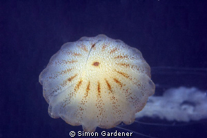 shot with nikon D70s with DS 160 strobes ,105mm macro no ... by Simon Gardener 
